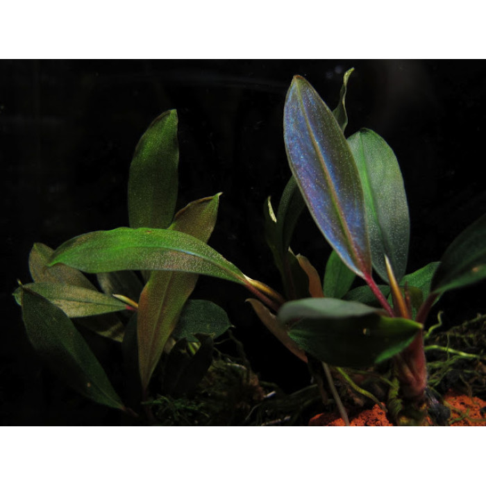 Bucephalandra sp. Ulysses (Central Kalimantan) — купить